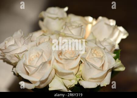 Roses blanches dans un bouquet, gros plan. Banque D'Images