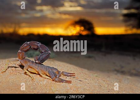 Scorpion granulé à queue épaisse (Parabuthus granulatus) au coucher du soleil, désert de Kalahari, Afrique du Sud Banque D'Images