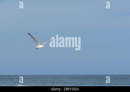 Au bord de la mer, il y a beaucoup de mouettes qui volent. Banque D'Images