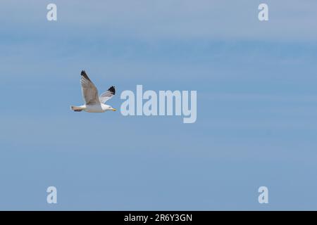 Au bord de la mer, il y a beaucoup de mouettes qui volent. Banque D'Images