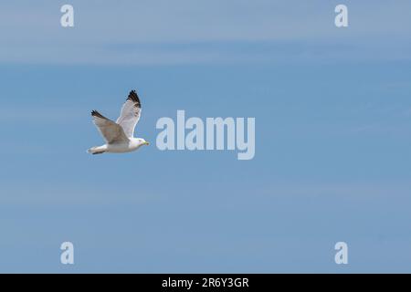 Au bord de la mer, il y a beaucoup de mouettes qui volent. Banque D'Images