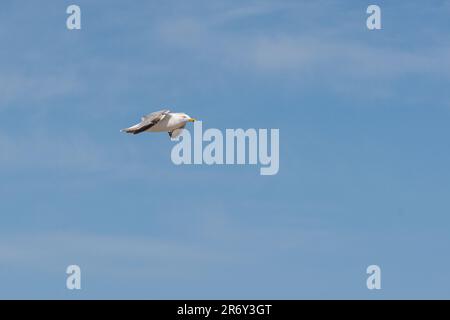 Au bord de la mer, il y a beaucoup de mouettes qui volent. Banque D'Images