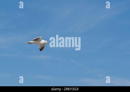 Au bord de la mer, il y a beaucoup de mouettes qui volent. Banque D'Images