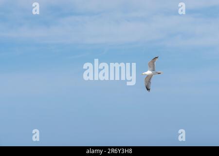 Au bord de la mer, il y a beaucoup de mouettes qui volent. Banque D'Images