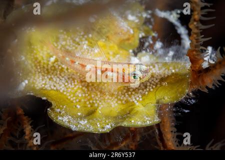 Un petit poisson de Goby protège ses œufs pondus pour la sécurité à l'intérieur du corail métallique dans la barrière de corail du Belize Banque D'Images