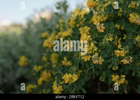 Coronilla Bush fleurissant avec fleurs jaunes en gros plan, foyer peu profond Banque D'Images