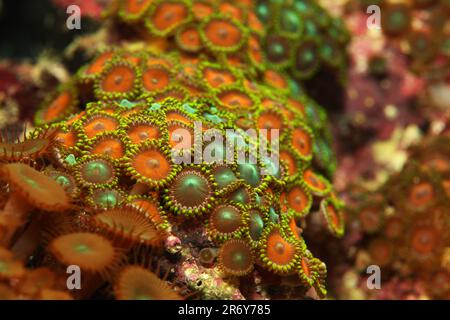 Petit groupe de coraux mous [ Zoanthus sp. ] dans l'aquarium marin de récif Banque D'Images