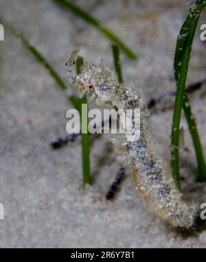 Un poisson-hippocampe camouflé se cache au milieu de l'herbe de mer dans le plancher de l'atoll de sable de la barrière de corail du Belize Banque D'Images