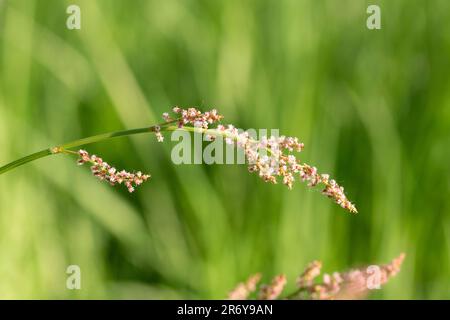 Gros plan sur l'image macro de l'ostrére commune, début du printemps. Rumex acétosa Banque D'Images