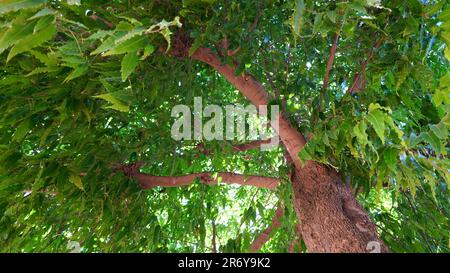 Tronc d'arbre de longifolium de monoons, communément connu faux ashoka ou arbre de bouddha. Banque D'Images