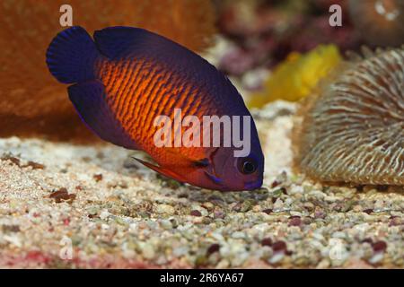 Beauté des coraux [ Centropyge bispinosa ] dans l'aquarium marin du récif Banque D'Images