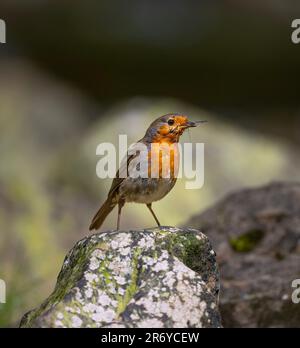 Un Robin erithacus rubecula perche sur un rocher dans un ruisseau ayant pris un Mayfly, North Yorkshire, Royaume-Uni. Banque D'Images