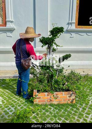 Chiang Mai, Thaïlande, détail, Gardener debout dans le profil, tendant les plantes en pot, dans le jardin, dans 'Wat Phra Singh Woramahawihan', Temple bouddhiste Banque D'Images