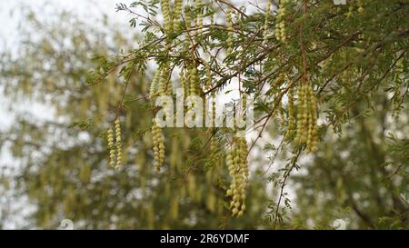 Gousse de gomme acacia Senegalia sénégal. Vachellia nilotica communément connu comme arbre arabe de gomme, babul, mimosa de l'épine, acacia égyptien ou acacia de l'épine est un Banque D'Images