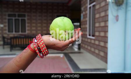 Femelle tenant des fruits frais de la Guava de couleur vert clair et de grande taille croquant simple de la Guava. Ferme fraîche de la Guava vendue dans les rues de l'Inde également connu sous le nom d'Amrud Banque D'Images