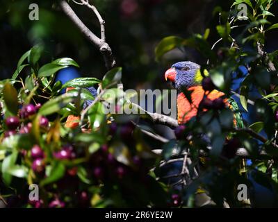 Deux Lorikeets arc-en-ciel élevés dans un arbre, l'un se faisant un pelage de derrière les feuilles et les branches tandis que l'autre est presque complètement obscurci Banque D'Images