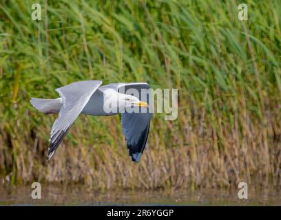 Un Goéland argenté adulte (Larus argentatus), en vol Banque D'Images
