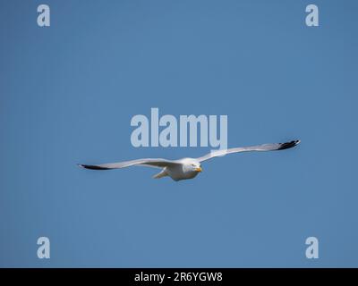 Un Goéland argenté adulte (Larus argentatus), en vol Banque D'Images