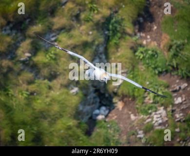 Un Gannet, également connu sous le nom de Gannet du Nord (Morus bassanus), montre qu'il s'agit d'une très grande envergure qui s'étend le long de la falaise à Bempton, dans le Yorkshire, au Royaume-Uni Banque D'Images