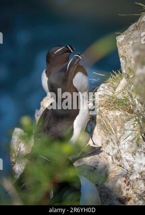 Une paire de Razorbites (Alca torda), perchée au bord d'une falaise à Bempton, dans le Yorkshire, au Royaume-Uni Banque D'Images