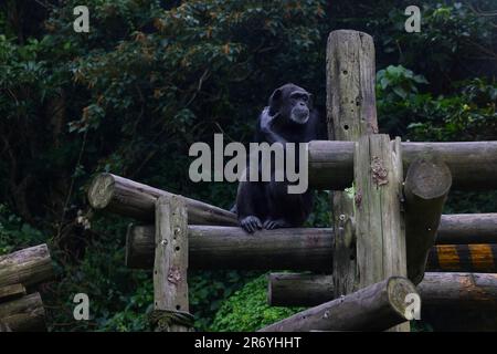 Chimpe chimpanzé commune Pan troglodytes, famille des singes au zoo de Taipei Taiwan Banque D'Images