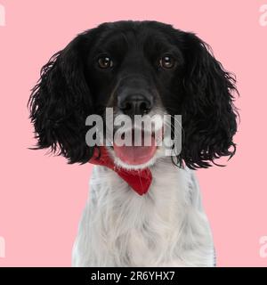 joyeux chiot de spaniel anglais springer avec noeud papillon rouge autour du cou qui dépasse la langue et la panse tout en étant assis devant le fond rose Banque D'Images