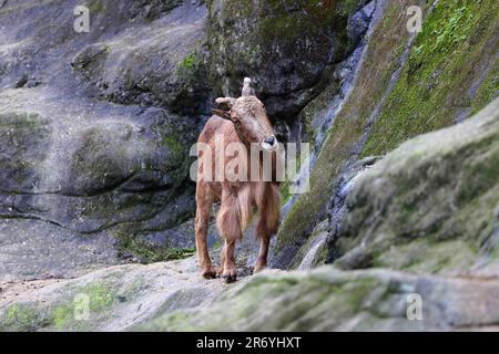 Aoudad RAM debout sur des rochers au zoo de Taipei Taiwan Banque D'Images