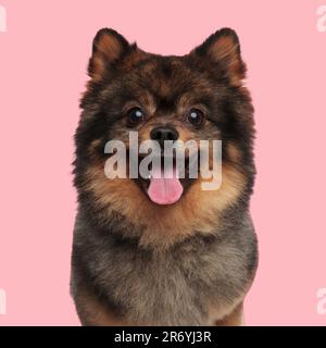 un chiot spitz doux et pomeranien qui colle la langue et pante tout en étant assis devant un fond rose Banque D'Images