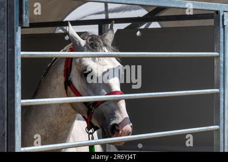 Cheval blanc en plume de ranch, bel animal mâle derrière la clôture Banque D'Images