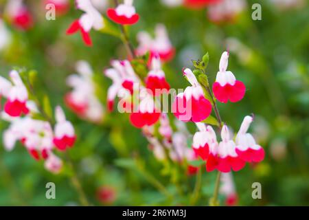 Salvia microphylla Hot lèvres fleurs dans le jardin ornemental gros plan Banque D'Images