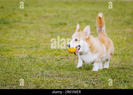 Corgi gallois jouant avec une balle Banque D'Images