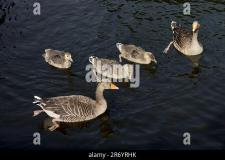 Famille des parents et des oisons des oies des Graylag. Banque D'Images