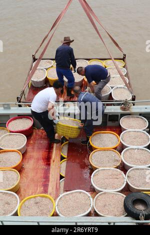 LIANYUNGANG, CHINE - le 12 JUIN 2023 - les pêcheurs transportent des crevettes à terre au port de yanwei, dans le comté de Guanyun, dans la ville de Lianyungang, dans le Jiangsu provin de la Chine orientale Banque D'Images