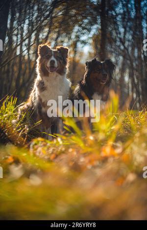 Une verticale de deux chiens de berger australiens debout dans l'herbe verte Banque D'Images