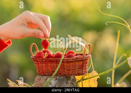 un panier avec des fraises rouges, une jeune femme prend des fraises du panier avec ses doigts, récolte avec toute la famille, une atmosphère de joie Banque D'Images