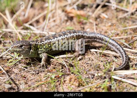 un lézard de sable mâle se couche sur une dune Banque D'Images