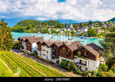 Vue sur le port de plaisance et les vignobles depuis le château de Spiez, Spiez, Suisse Banque D'Images