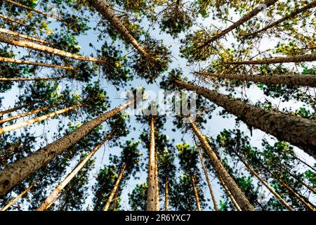 Un petit angle de grands arbres qui prolongent leurs branches jusqu'au ciel bleu Banque D'Images