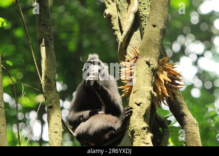 Portrait d'un macaque à crête noire Sulawesi (Macaca nigra), comme il se nourrit de fruits de liana tout en étant assis sur la vigne ligneuse dans la réserve naturelle de Tangkoko, au nord de Sulawesi, en Indonésie. Depuis au moins 1997, les scientifiques examinent les impacts possibles du changement climatique sur les primates du monde, avec des résultats qu'il modifie de façon ostensio-active leurs comportements, activités, cycles de reproduction et disponibilité alimentaire. Sans le réchauffement de la température, les primates ont déjà souffert de l'augmentation des pressions anthropiques, causant jusqu'à 93% d'espèces à avoir une population en déclin. Banque D'Images