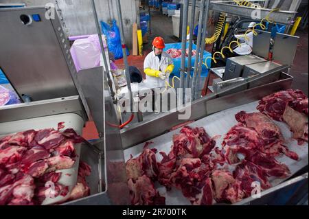 Emballage de la viande : les inspecteurs prennent des échantillons de carottes dans des bacs de viande de bœuf pour les tester pour détecter les e-coli Banque D'Images