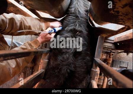 Emballage de la viande : le gestionnaire du lot d'alimentation familiale inocule contre les bactéries e-coli des bovins de boucherie dans une rampe hydraulique Banque D'Images