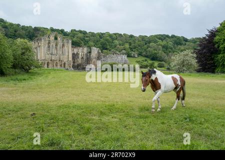 Abbaye et village de Rievaulx Banque D'Images