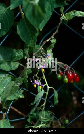 Baies rouges de Woody NightShade (Solanum Dulcamara) dans la même famille que la nuit mortelle (Belladonna) mais pas aussi toxique Banque D'Images