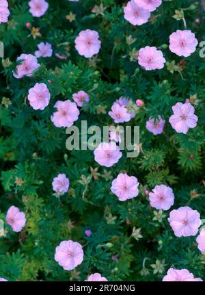 Fleurs d'onagre roses Banque D'Images