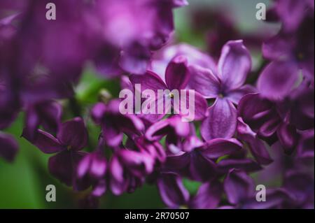 Gros plan de belles fleurs de lilas pourpres fleuries au printemps. Banque D'Images