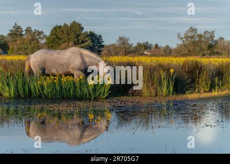 Le cheval de Camargue se nourrissant dans un marais rempli d'iris jaune. Saintes Maries de la Mer, Parc naturel régional de Camargue, Arles, Bouches du Rhône, Proven Banque D'Images