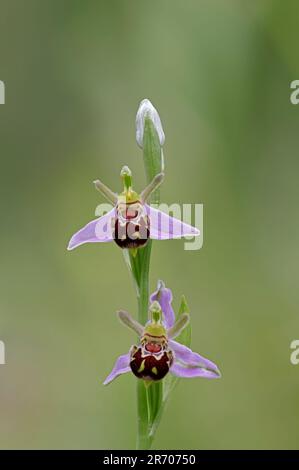 Abeille Orchidée dans la forêt de fleurs de Dean Gloucestershire Royaume-Uni Banque D'Images