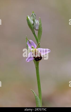 Abeille Orchidée dans la forêt de fleurs de Dean Gloucestershire Royaume-Uni Banque D'Images