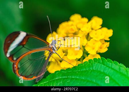 Papillon à ailes de verre (Greta oto), sur une fleur de lantana jaune, avec fond de végétation vert foncé Banque D'Images