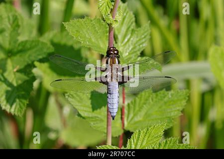 Chaser mâle à corps large par une forêt de jardin de Dean Gloucestershire Royaume-Uni Banque D'Images